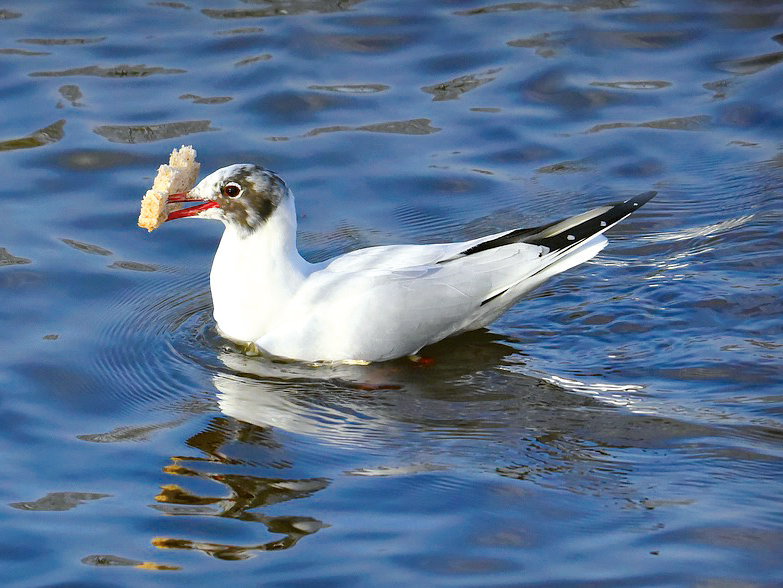 Vogel im Wasser