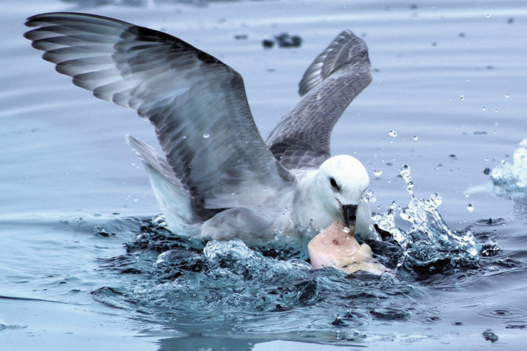 Vogel im Wasser